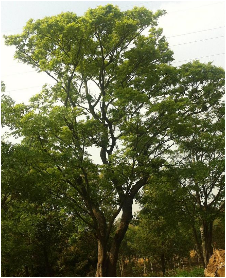 汪家苗圃供應櫸樹