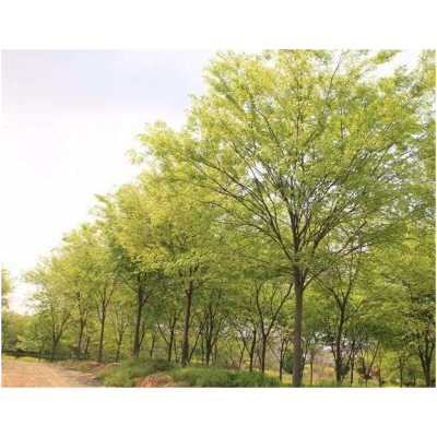 櫸樹批發(fā)
