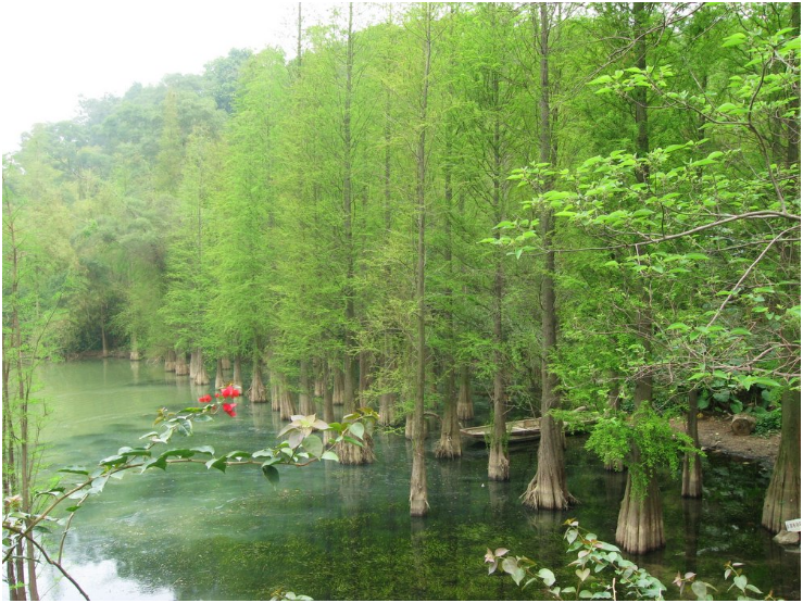 供應水杉，櫸樹