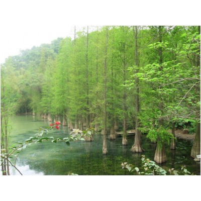 供應(yīng)水杉，櫸樹